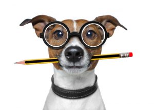 Dog With Glasses And Pencil In Mouth